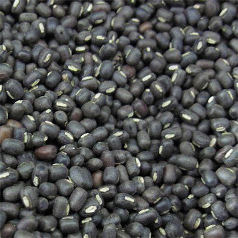 Black Gram Beans At Best Price In Neemuch Madhya Pradesh Shree