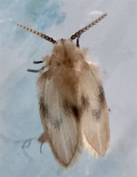 Psychodidae Moth Flies Naturespot