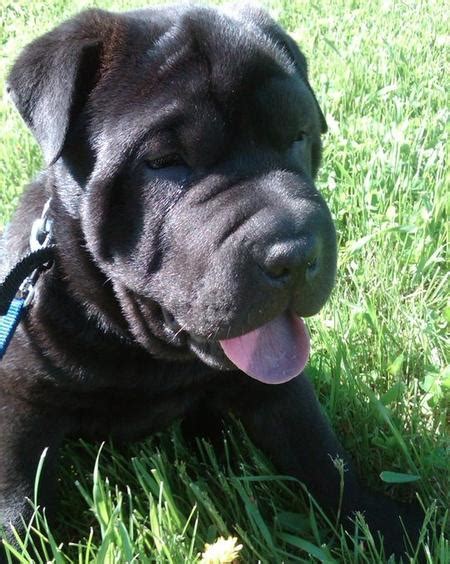 I want i want i want!! Thompson the Shar Pei Mix | Puppies | Daily Puppy