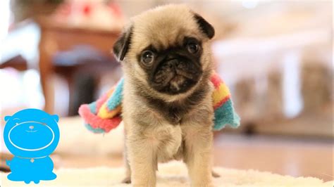 Baby Pug Puppy Wears Sock Funny Youtube