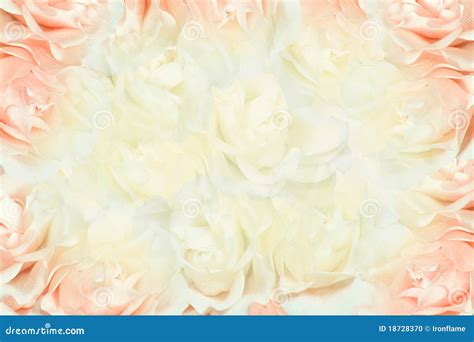 Pink And White Roses Background Stock Photo Image 18728370