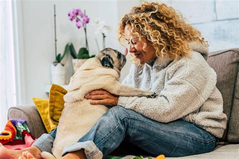 Most Affectionate Dog Breeds That Love To Cuddle Readers Digest