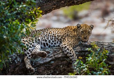Leopard Lying On Tree Branch Stock Photo Edit Now 794536360