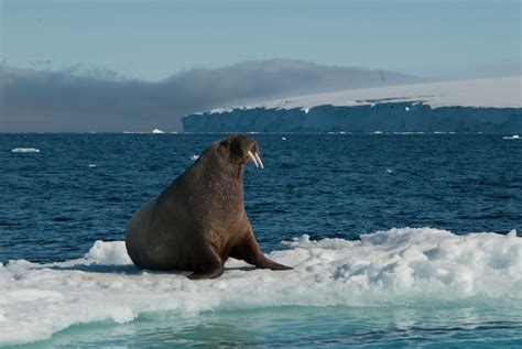 Premium Photo Walrus On An Ice Floe