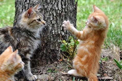 Cute Kittens Playing Together