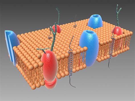 3d Model Cell Membrane Cell Membrane Cell Membrane Structure 3d Cell