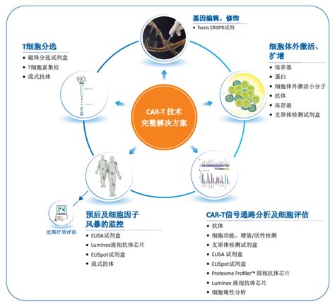 Car T细胞免疫疗法 千图网