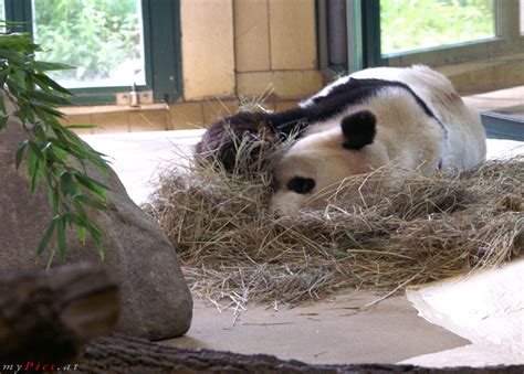 Große Pandabären Im Tiergarten Schönbrunn Fotos