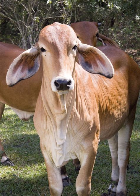 Brahman cattle are a horned breed that vary in color, but are predominantly gray and red. Love those ears, American Brahman Heifer | American Brahman Cattle | Pinterest | Cattle ...