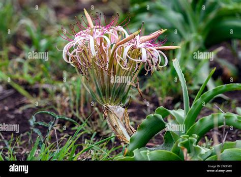 Sand Lilly Crinum Buphanoides From Kruger Np South Africa Stock