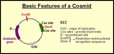 Difference Between Plasmid And Cosmid Lasopadirectory