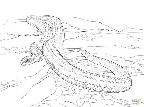 These printable coloring pages contain images of rattlesnakes, pythons, vipers, anacondas, cobras and more! Yellow Rat Snake coloring page | Free Printable Coloring Pages