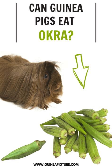 Read this reviews on best guinea pig food,you will get helpful tips for choosing the best guinea pig top rated guinea pig food list with comparison table. Pin on Guinea Pig Food and Diet