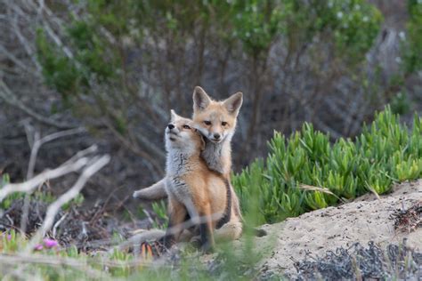 Two Red Fox Pups Snuggle In Play In Morro Bay Ca 28 May 2 Flickr