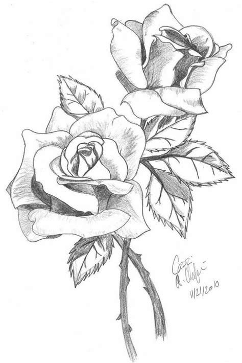 Flower Drawings Roses Drawing Plant Drawing Flower Sketches
