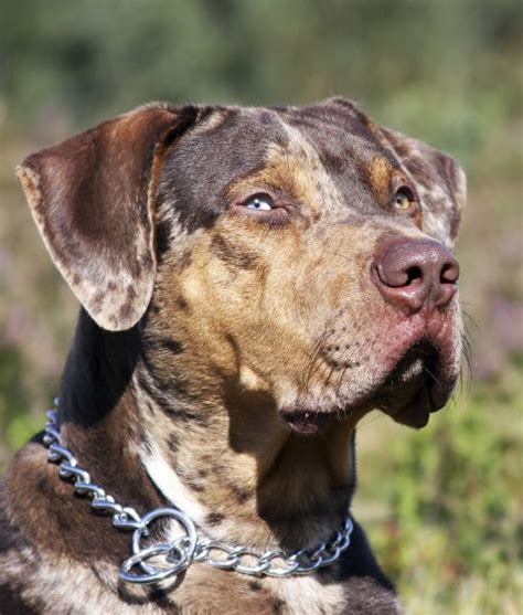10 Cool Facts About Catahoula Leopard Dogs There Are Three