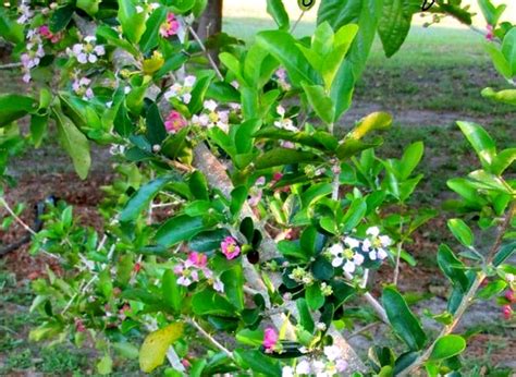 How To Grow Barbados Cherry Care And Tips SVG