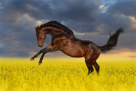 Bay Stallion Horse In Flower Meadow Stock Photo Image Of Meadow