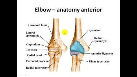 Ultrasonography Of The Elbow Joint Part 1 Youtube