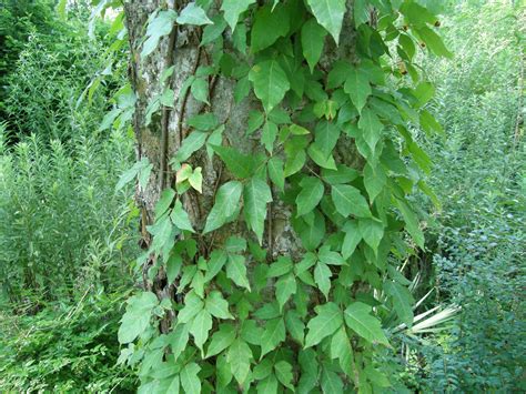 How To Get Rid Of Poison Ivy Without Killing Other Plants Plants Bv