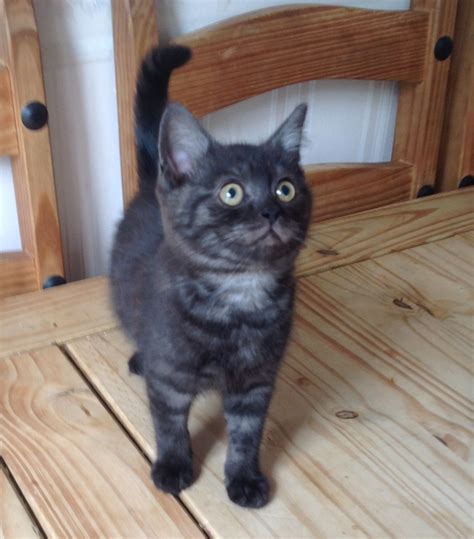 Many people associate them with bad luck, grim omens, and other whether you believe black cats bring good luck or you just find them beautiful and deserving of the love and attention all other feline furballs get. Stunning Black Smoke Male Gccf kitten | Royston ...
