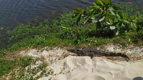 Instalan Transmisores A Caimanes Aguja Del Parque Tayrona Como Parte De Su Plan De Conservación