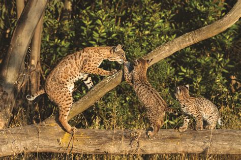 Secrets Of The Worlds 38 Species Of Wild Cats National Geographic