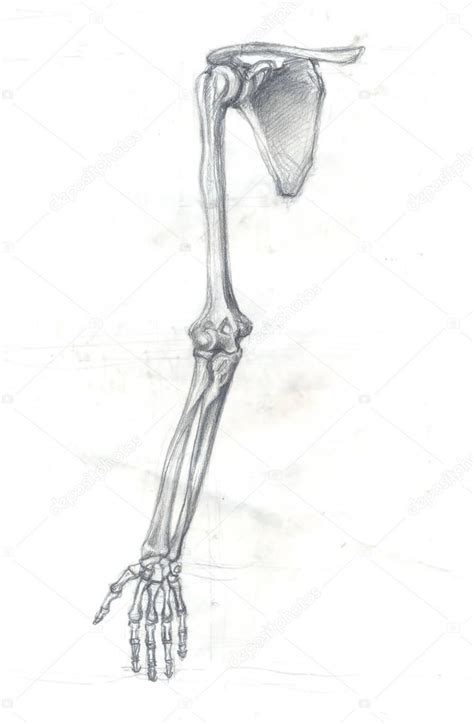 Bones Of The Arm — Stock Photo © Richcat 158603154