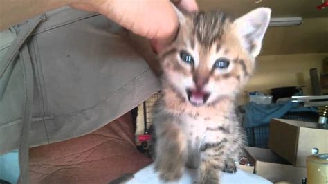 abandoned kitten rescued youtube