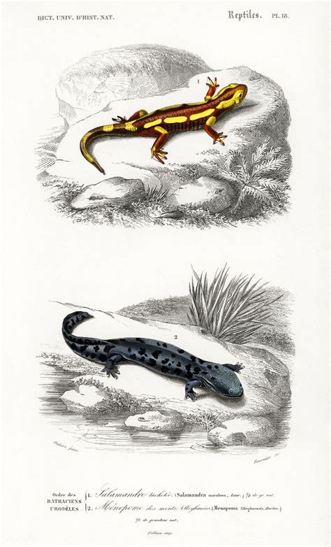 Fire Salamander Salamandra Salamandra And Hellbender Salamander