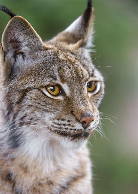 Nice Young Female Lynx Lynx Feline Meow Wild Cats