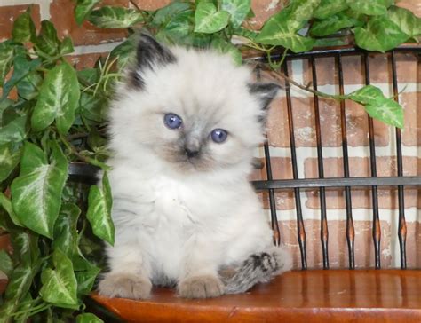 Ragdoll Cats For Sale East Earl Pa 291465 Petzlover