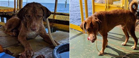 Oil Rig Workers Rescued An Exhausted Dog Spotted Swimming 135 Miles