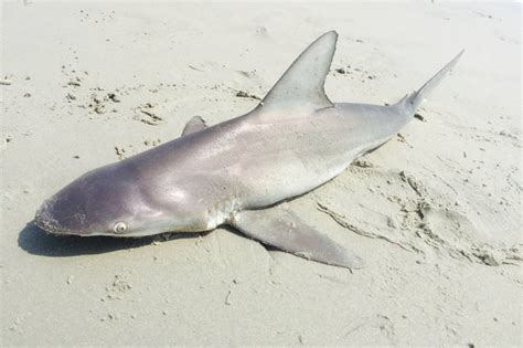 Shark Reeled In Off Far Rockaway Beach Far Rockaway New York Dnainfo
