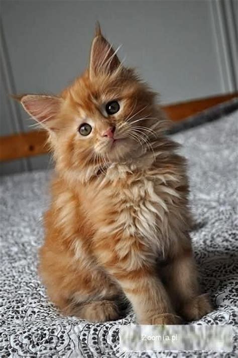 Cute Maine Coon Kitten Magestic Maine Coons Pinterest