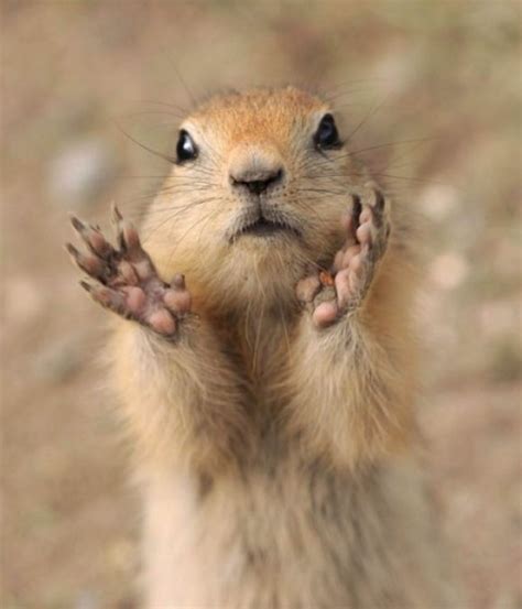 Clap Your Hands And Say Yeah Funny Animal Pictures Animals Funny