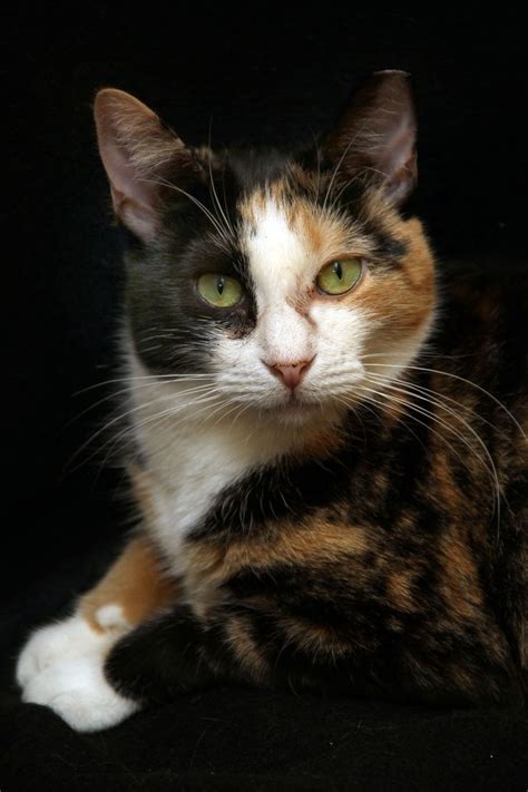 Pretty Calico Cat With Golden Eyes Pretty Cats Beautiful Cats Cute Cats