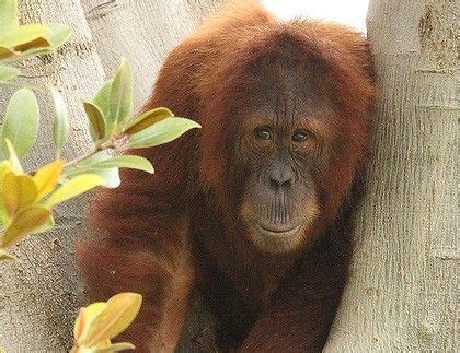 (in actual fact, species can be divided. Semeru the orangutan | Orangutan, Primates, Animals