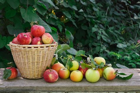 Basket With Heap Of Apple Harvest In Fall Garden Stock Image Image Of
