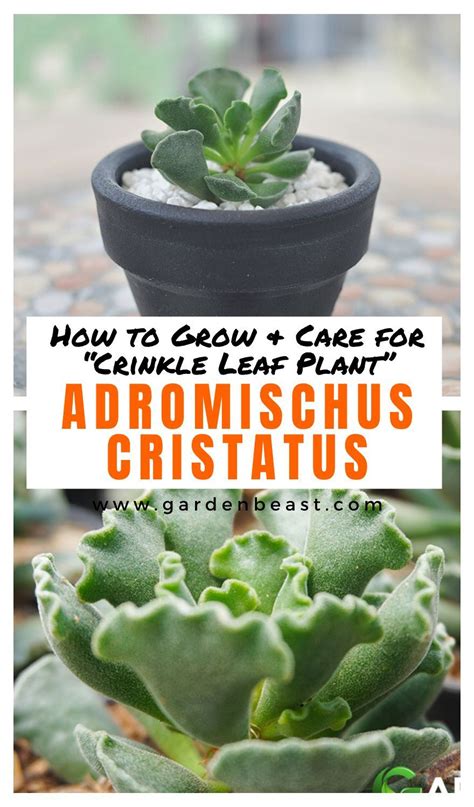 Adromischus Cristatus Guide How To Grow And Care For Crinkle Leaf Plant