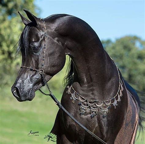 Arabian Horse Black Arabian Horse Beautiful Arabian Horses Horses
