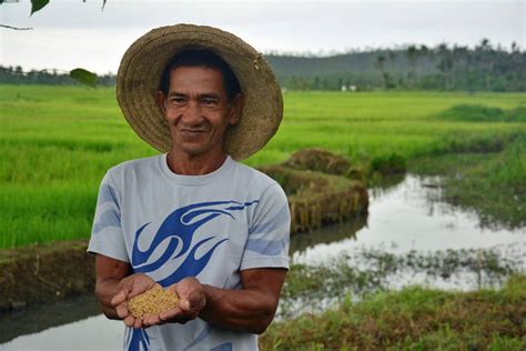 fao news article six months after disaster philippine farmers bring in the harvest