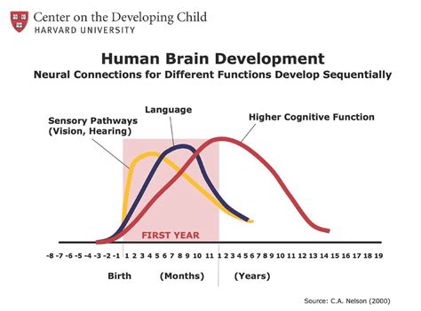Human Brain Development Harvard Flmiechv
