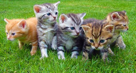 Choosing Kittens For Their Cat Qualities Cats Breed