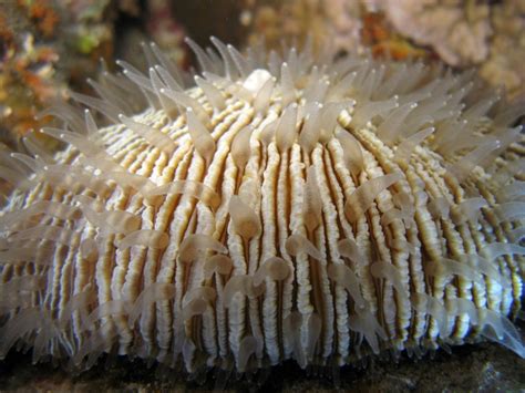 Deep Bue Sea The Strange World Of Mushrooms Above And Below
