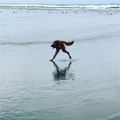 Dog Panoramic Photos Gone Hilariously Wrong