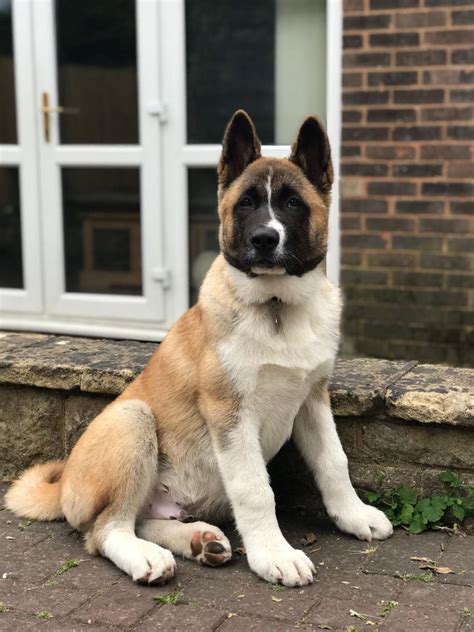 Have four akc aca akita pups left one female three males 14 weeks first shots. BEAUTIFUL AMERICAN AKITA PUPPY | Birmingham, West Midlands | Pets4Homes