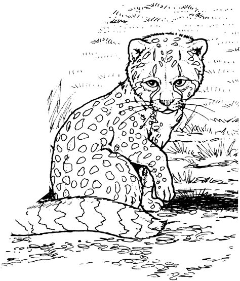 Cheetah Printable Home Coloring Pages Of Animals Guépards