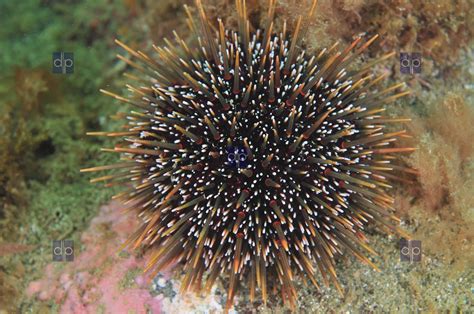 Common Sea Urchin 4288 X 2848 Px Pacific Images
