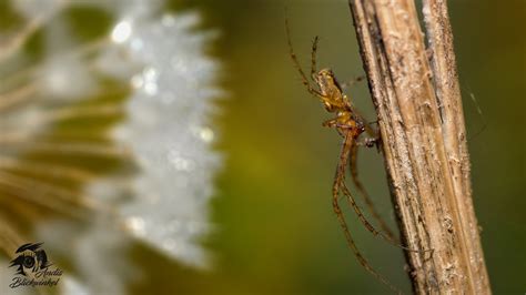 Pusteblumen Spider Andreas Emanuel Plank Flickr